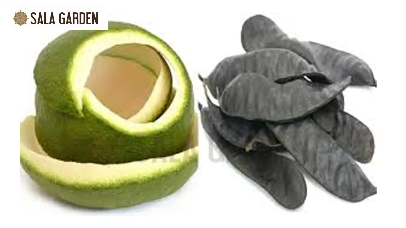 nguyen-lieu-dot-via-tru-ta