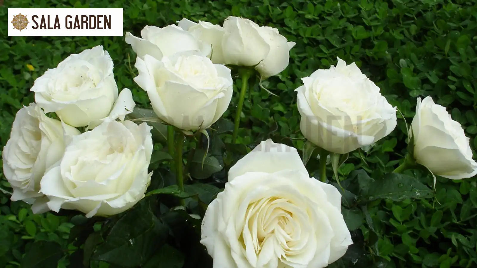 y-nghia-cai-hoa-hong-trang-mua-vu-lan