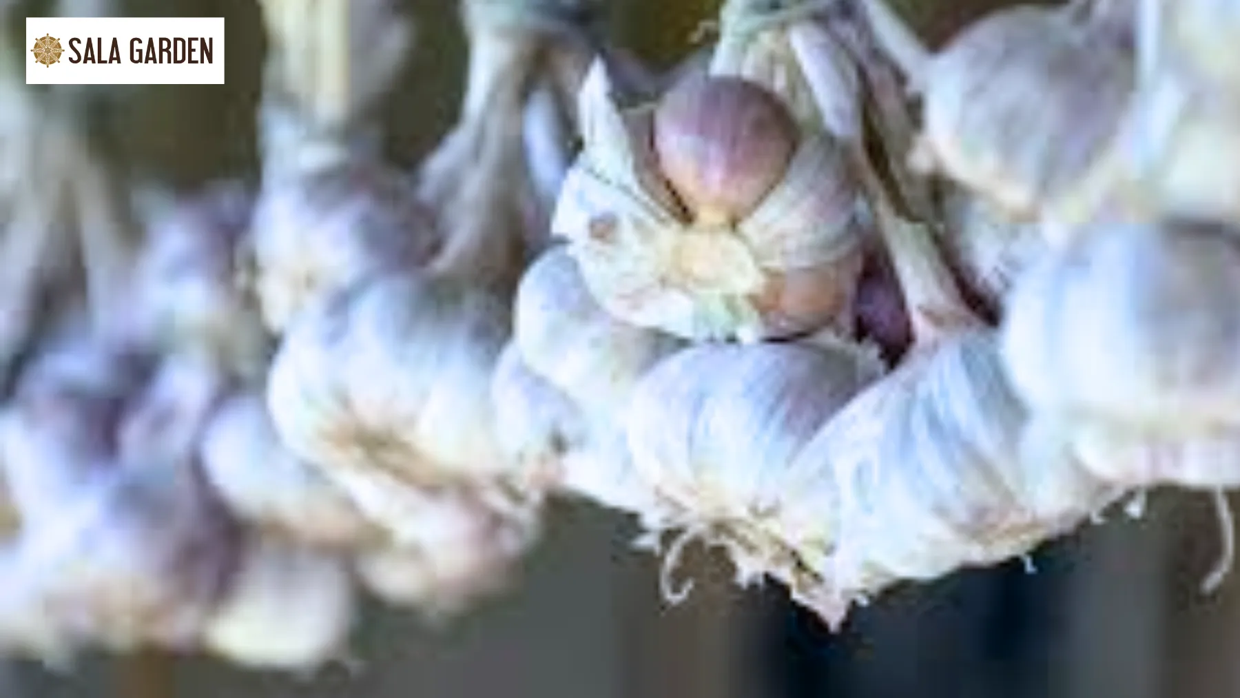 meo-dan-gian-chua-mat-via